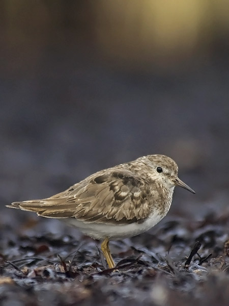 Lapinsirri, Temminck's Stint, Calidris temminckii